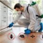 Pest Control in Clayton
